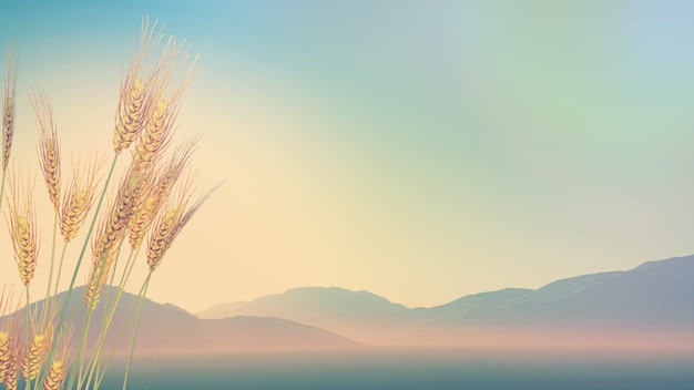 萝卜晒干后变黑什么原因